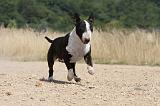 BULL TERRIER 062